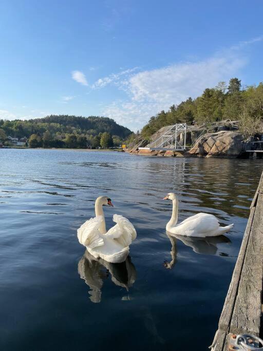 Leilighet Ved Sjoen Med Strand Διαμέρισμα Porsgrunn Εξωτερικό φωτογραφία